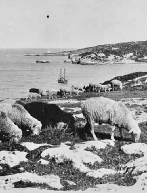 Pecore al pascolo su una costa rocciosa con una barca a vela sullo sfondo.